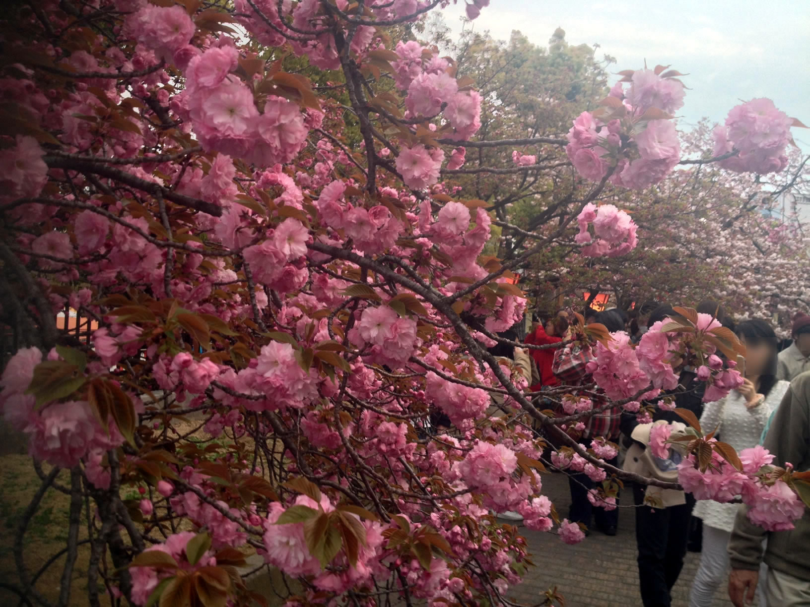 2014年の造幣局桜の通り抜け17 2014年の造幣局桜の通り抜け17